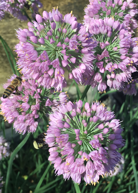 Allium senescens Cosmic Blue ('Noneulb')